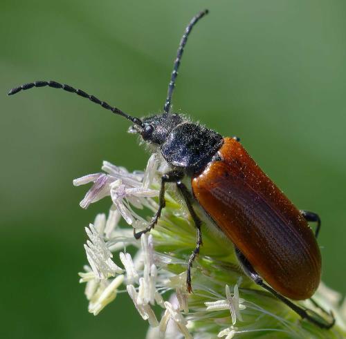 Omophlus lepturoides
