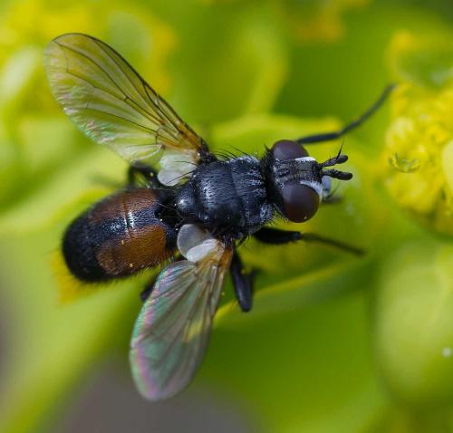 Réf. 352 671 : Besseria sp.