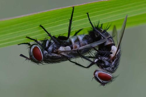 Dolichocolon paradoxum