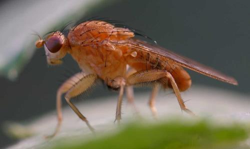 Suillia gigantea