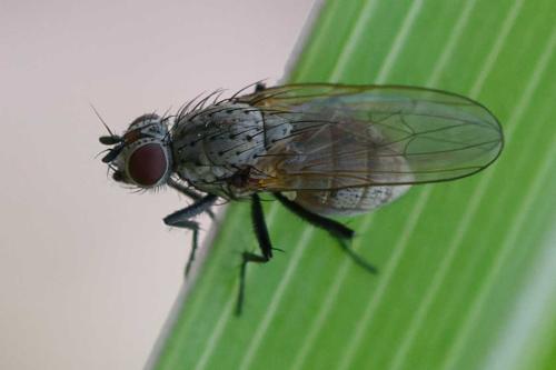 Botanophila sp.