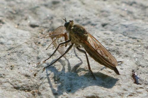 Réf. 352 845 : Philonicus albiceps