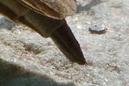 Réf. 352 846 : Philonicus albiceps