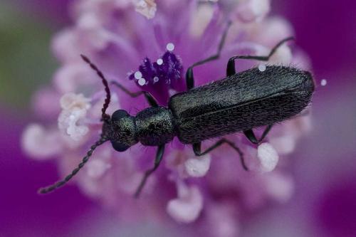 Dasytes sp.