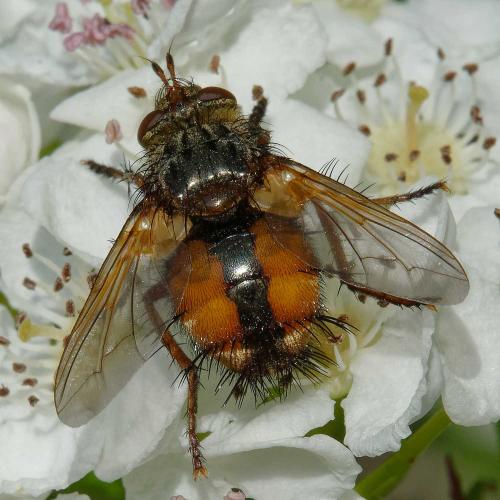 Réf. 352 435 : Tachina magnicornis