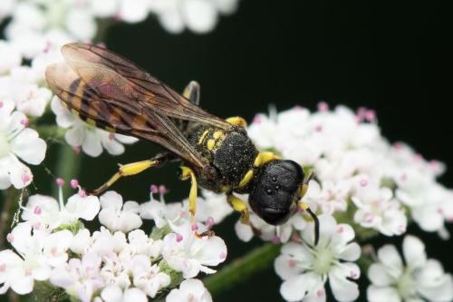Ectemnius lituratus