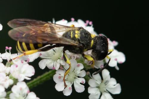 Ectemnius lituratus