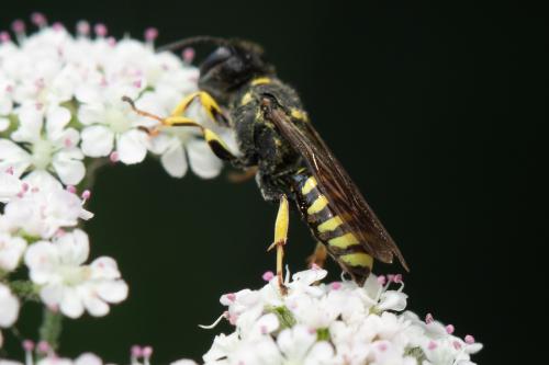 Ectemnius lituratus