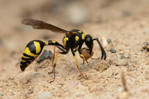 Eumenes subpomiformis