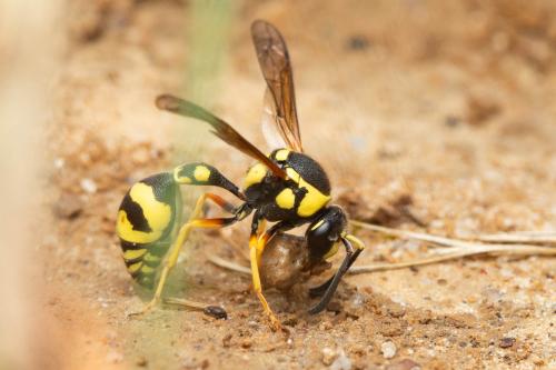 Eumenes (sareptanus)