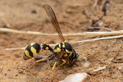 Eumenes (sareptanus)