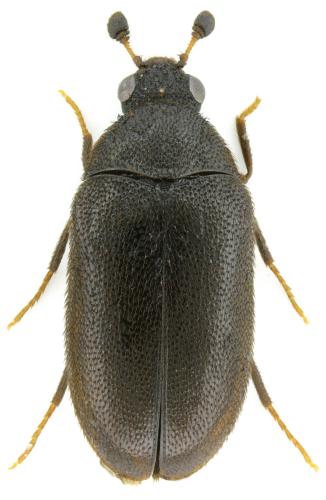 Réf. 352 007 : Globicornis nigripes