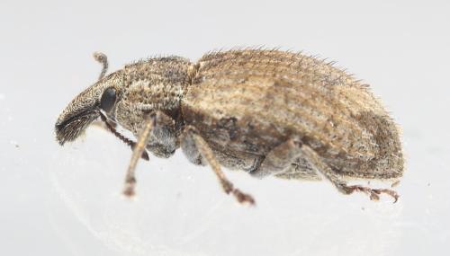 Graptus triguttatus