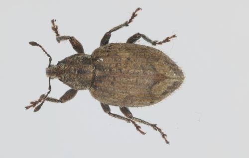 Graptus triguttatus