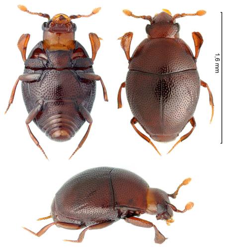 Abraeus granulum