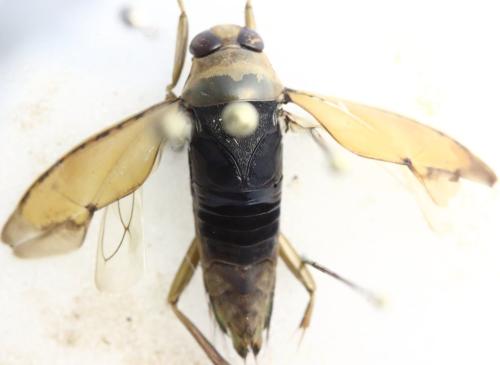 Notonecta glauca