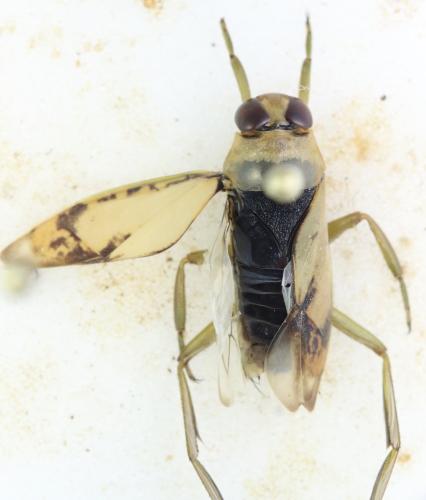 Réf. 352 042 : Notonecta viridis