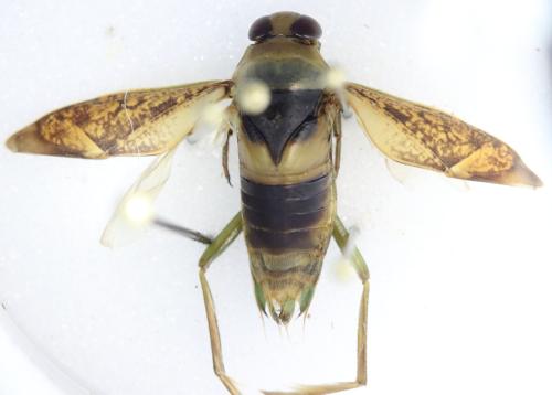 Notonecta maculata