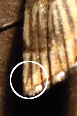 Chrysocrambus linetella