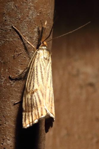 Réf. 352 980 : Chrysocrambus linetella