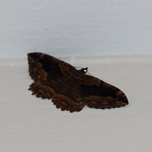 Philereme transversata