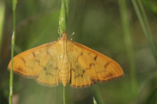 Réf. 352 721 : Patania balteata