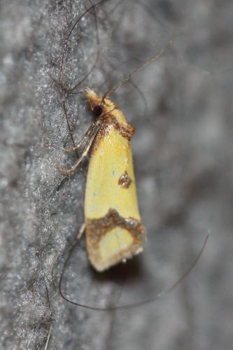 Agapeta zoegana