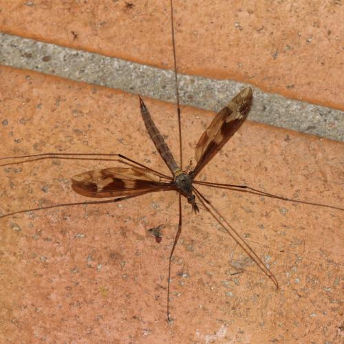 Tipula maxima