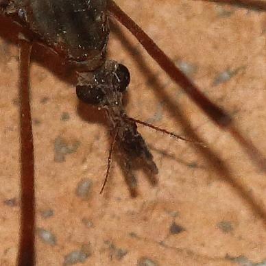 Tipula maxima