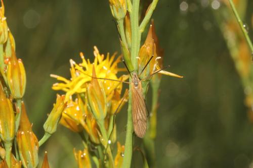Pedicia occulta