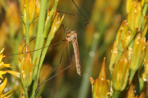 Pedicia occulta