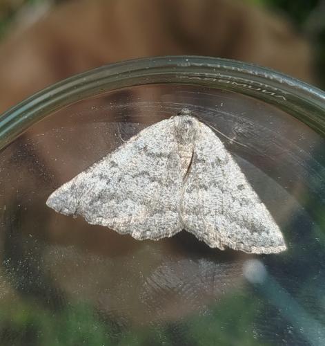 Gnophos obfuscata
