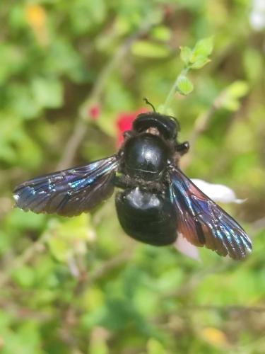 Réf. 352 085 : Xylocopa violacea