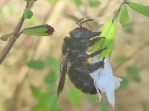 Réf. 352 086 : Xylocopa violacea
