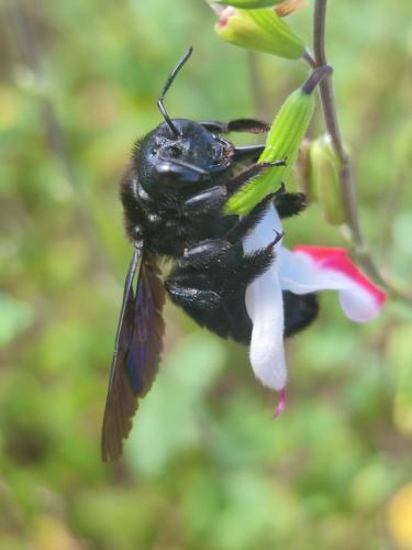Réf. 352 084 : Xylocopa violacea