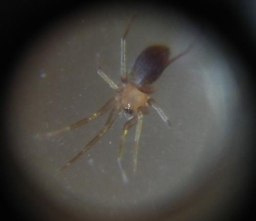Réf. 352 082 : Oonops sp.