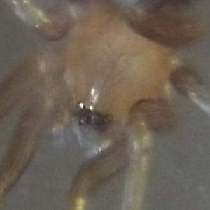 Réf. 352 090 : Oonops sp.