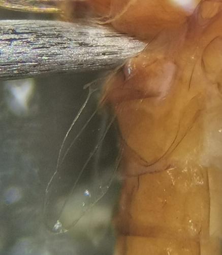 Baetis sp.