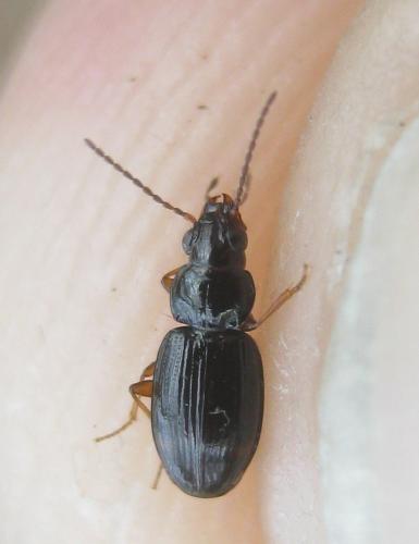 Réf. 352 640 : Bembidion mannerheimii