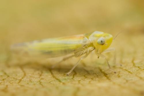 Réf. 352 584 : Typhlocybinae inconnu
