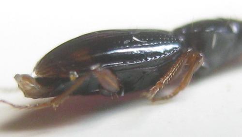 Bembidion mannerheimii