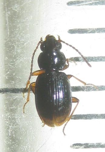 Réf. 352 666 : Bembidion mannerheimii