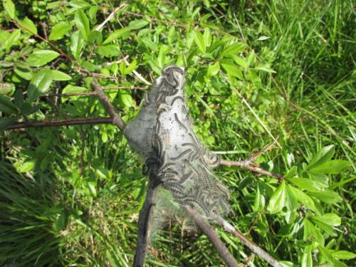 Réf. 352 973 : Eriogaster lanestris