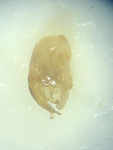 Réf. 352 599 : Paracorixa concinna