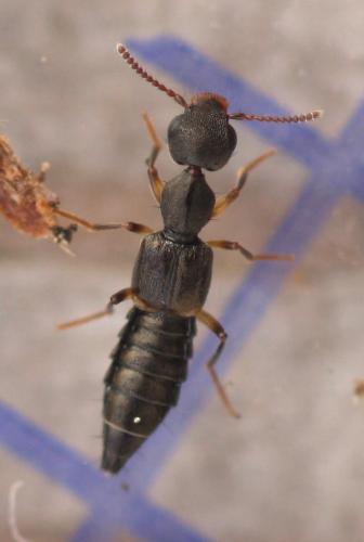 Rugilus orbiculatus
