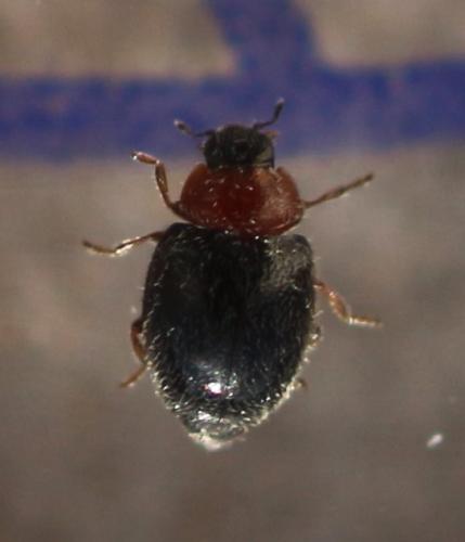 Scymnus fulvicollis