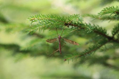 Tipula fulvipennis