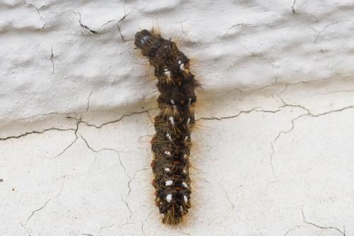 Réf. 352 188 : Acronicta rumicis
