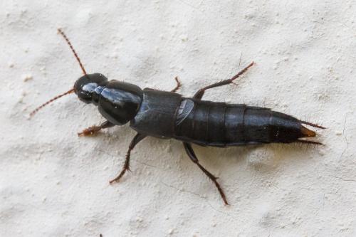 Réf. 352 366 : Quedius sp.