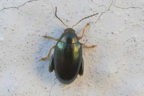 Réf. 352 741 : Psylliodes chrysocephala